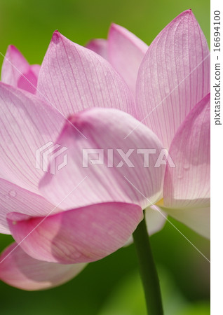 Lotus Lotus 16694100