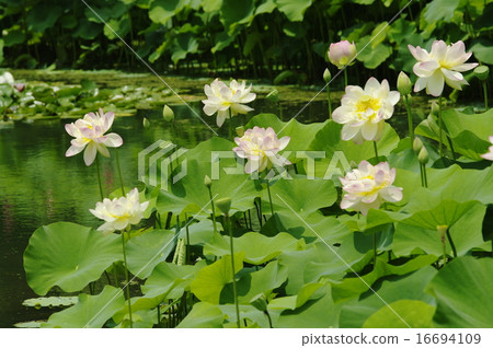 Lotus 16694109
