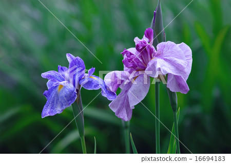 哈娜莎華 16694183