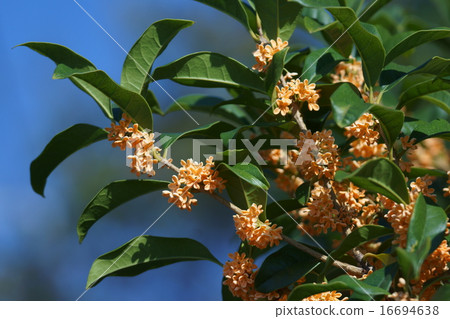 It is osmanthus. 16694638