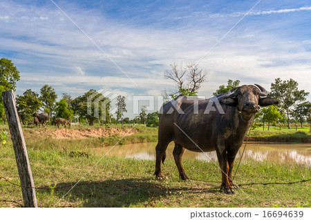 Waterbuffalo in Buriram Thailand 16694639