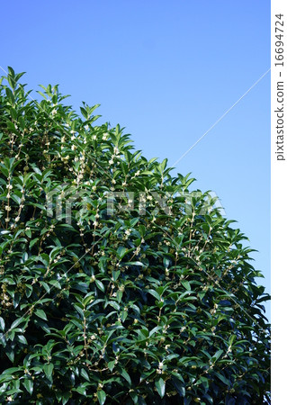 It is called silver osmanthus osmanthus. It is called silver osmanthus osmanthus. 16694724