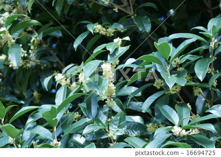 It is called silver osmanthus osmanthus. 16694725