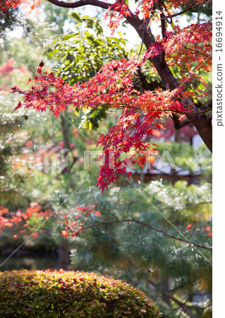 殖民地醫院,芙蓉池秋葉 殖民地醫院,芙蓉池秋葉 16694914