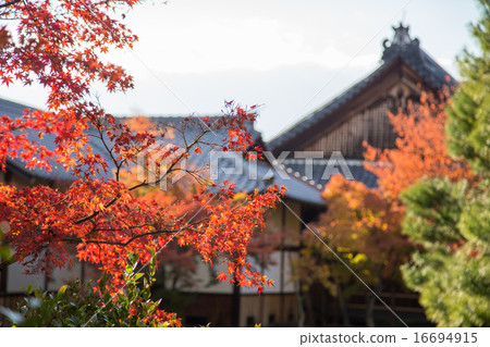 秋葉的色的葉子·本州前院 秋葉的色的葉子·本州前院 16694915