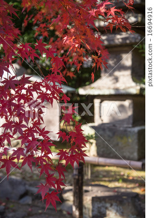 秋葉在醫院,塔 秋葉在醫院,塔 16694916