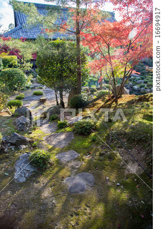 色的葉子色的葉子,芙蓉池袋開放熔岩 色的葉子色的葉子,芙蓉池袋開放熔岩 16694917