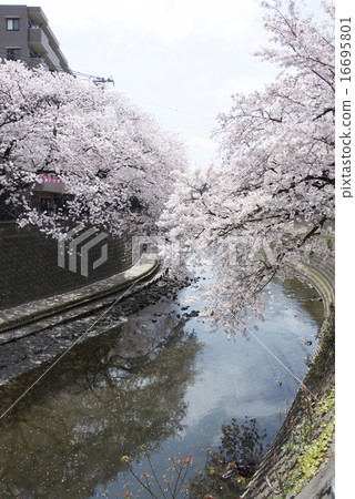 橫濱/大岡河櫻花長廊 橫濱/大岡河櫻花長廊 16695801