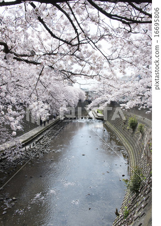 Yokohama / Ooka River Cherry blossoms at the promenade Yokohama / Ooka River Cherry blossoms at the promenade 16695806