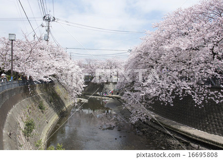 Yokohama / Ooka River Cherry blossoms at the promenade Yokohama / Ooka River Cherry blossoms at the promenade 16695808