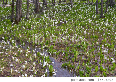 Land of water basho group blooming on one side (Akita prefecture, Sakimaki moor) 16695892