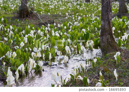Water basho (Akita prefecture, Ishinomaki moiru) that clusters with a stream of wetlands 16695893
