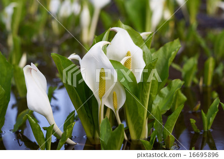 Mizuhashi, enlarged in middle telephoto (Akita prefecture, Suihinori moor) 16695896