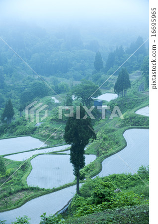 Rice terrace before rice planting 16695965