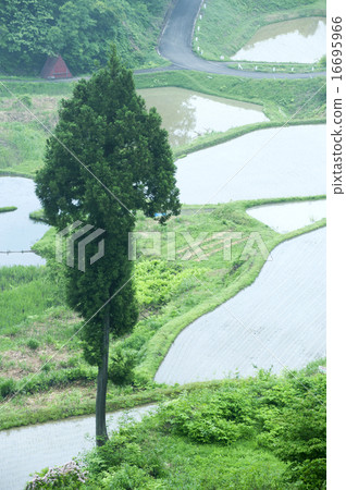 水稻種植前的水稻梯田 16695966