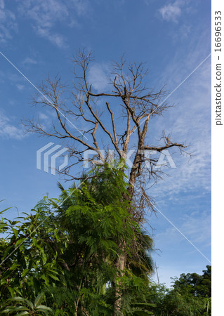 perspective view up on tree in Buriram Thailand 16696533