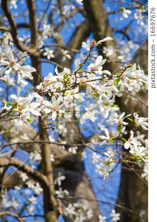 Kobushi / Japanese Magnolia praecocissima 16697676