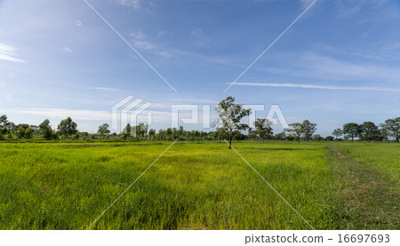 rice field in Buriram Thailand rice field in Buriram Thailand 16697693