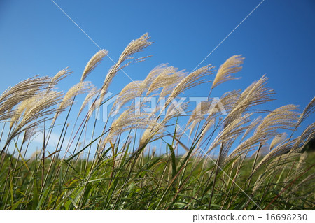 Sone高原的Susuki 16698230