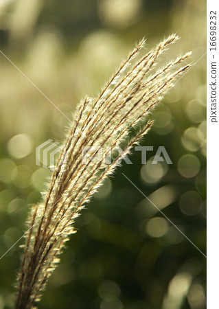 The Susuki of the Sone Plateau 16698232