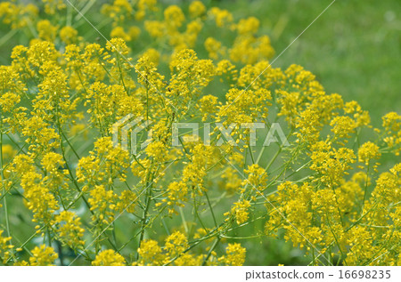 Hosoba Taisay 16698235