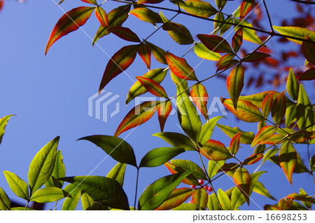 秋天著色 16698253