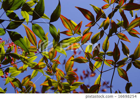 秋天著色 16698254