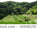 Nagano prefecture Omachi-shi Yasaka district rice paddy field rice terrace 16698256