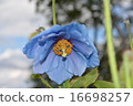 Himalayan's poppy 16698257