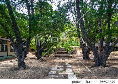 backyard garden in Pattaya Thailand 16698259