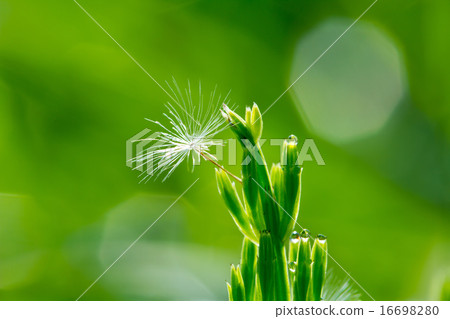Morning dew of dandelion and horsetail 16698280