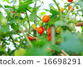 小西紅柿 16698291
