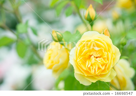 羅斯(格雷厄姆托馬斯) 羅斯(格雷厄姆托馬斯) 16698547