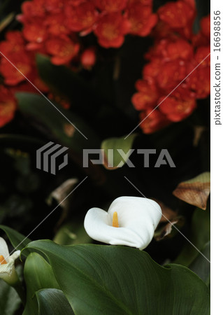 Netherlands Callao 16698856