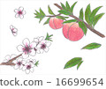 Peach fruits and flowers 16699654
