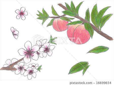 Peach fruits and flowers 16699654