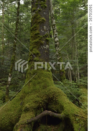 Moss forest Nagano · Shirakome Pond Moss forest Nagano · Shirakome Pond 16701091