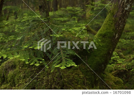 Moss forest Nagano · Shirakome Pond Moss forest Nagano · Shirakome Pond 16701098