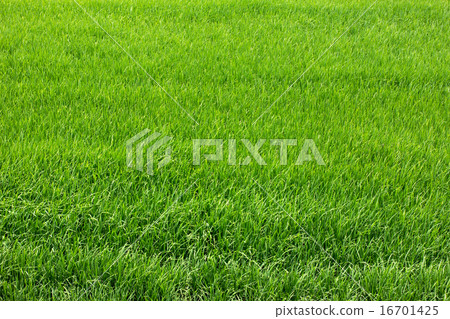 rice field rice field 16701425