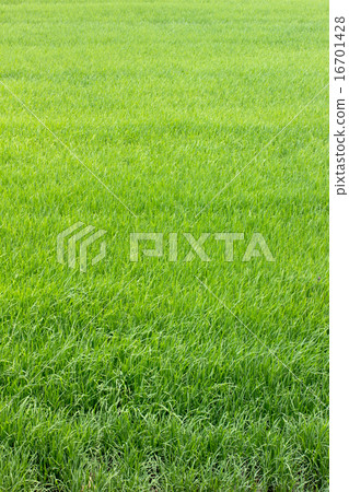 rice field rice field 16701428