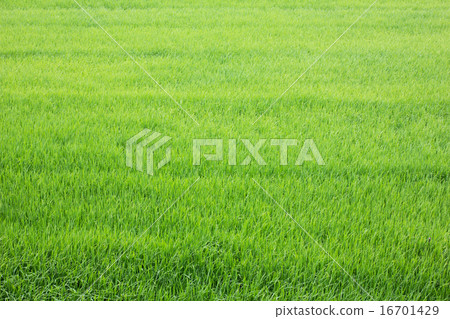 rice field rice field 16701429