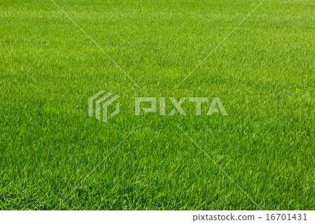 rice field rice field 16701431