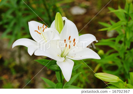 Shirayuri 16702367