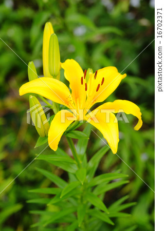 Lily Lily 16702371