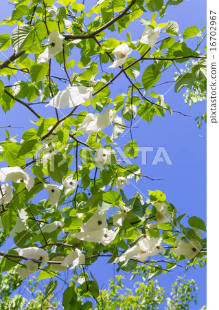Handkerchief tree 16702967
