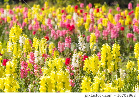 Goldfish Goldfish 16702968