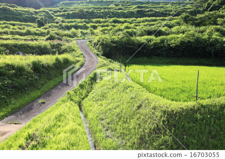 山地 山地 16703055