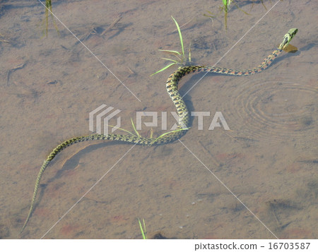 山羊在稻田裡游泳 16703587