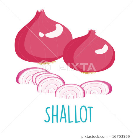fresh shallot bulbs and slice vector 16703599