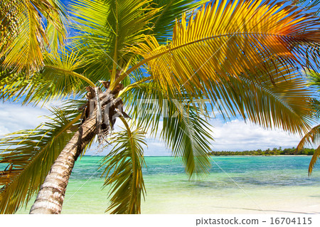 Palm on tropical beach of caribbean sea Palm on tropical beach of caribbean sea 16704115